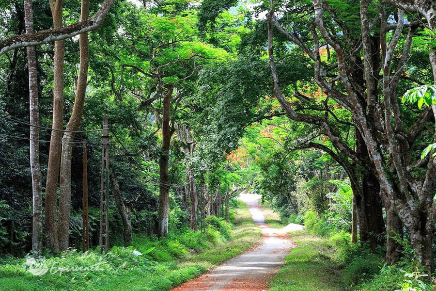 Discover Cuc Phuong National Park And Mai Chau - 3 DAYS Discover Cuc Phuong National Park And Mai Chau - 3 DAYS
