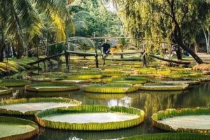 Binh Quoi Tourist Village - Rural Retreat in the Heart of Saigon