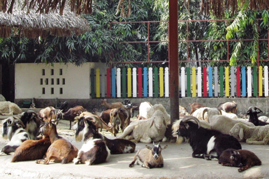 Attractions and Exhibits at Saigon Zoo and Botanical Garden