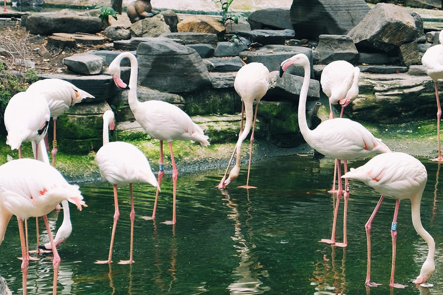 Special Activities of Saigon Zoo and Botanical Garden