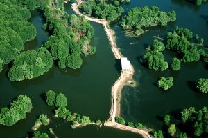 Vam Sat Mangrove Forest